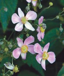 A. tomentosa ‘Robustissima’