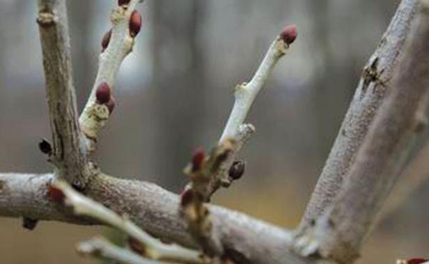 Wisteria buds