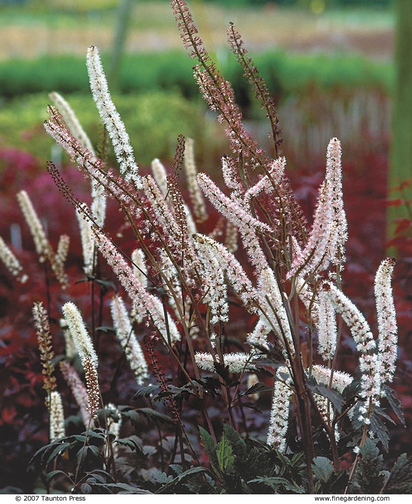 27 Perennials With Long-Lasting Appeal - FineGardening