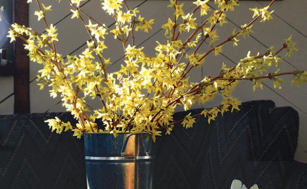 Cheat Winter: Force Forsythia Flowers & More To Bloom Indoors