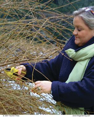 Forcing Branches to Bloom Indoors During the Winter - FineGardening