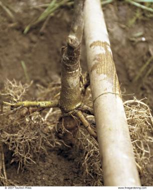 Lay your shovel handle across the hole to help gauge the depth.