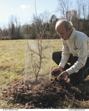 Build a simple cage using quarter-inch hardware cloth works well. Then spread a 3-inch layer of mulch over the planting hole to within a few inches of the trunk.