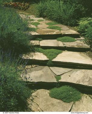 creeping thyme softens a stone walk