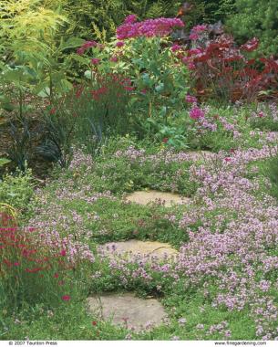 Creeping thymes provide fragrance along garden paths