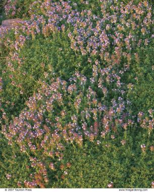 Thymus praecox ssp. arcticus ‘Annie Hall’ forms a prostrate mat with small, narrow leaves