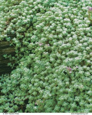 Woolly thymes fuzzy, gray foliage makes an attractive carpet creeping over a dark-stained railroad tie.