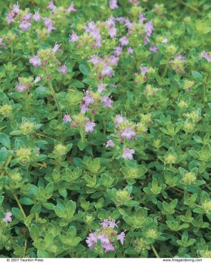 Thymus praecox ssp. arcticus can withstand partial shade, although most thymes prefer full sun.