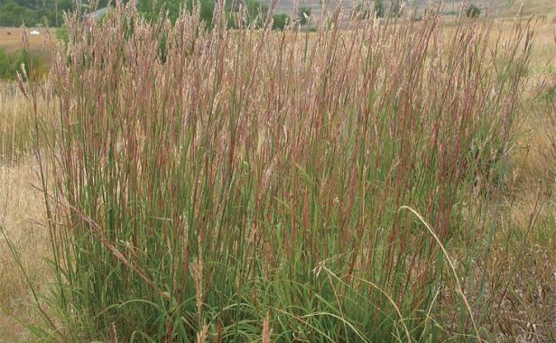 Big bluestem