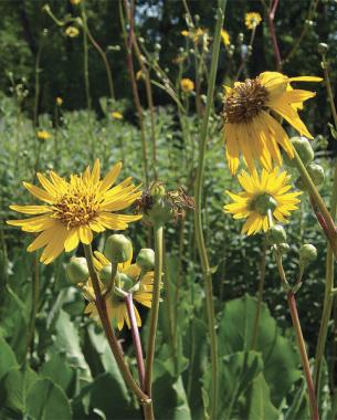 Prairie dock