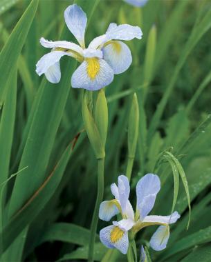 Southern blue flag iris