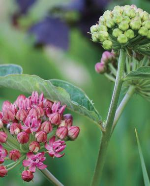 Purple milkweed