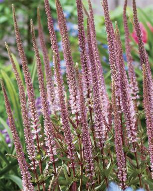 'Erica' Culver's root