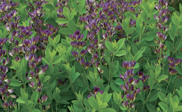 Twilite Prairieblues™ false indigo.