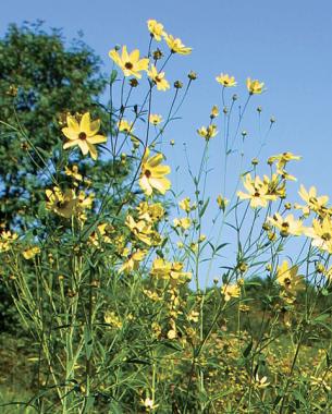 Atlantic coreopsis