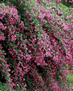 ‘Samindare’  bush clover