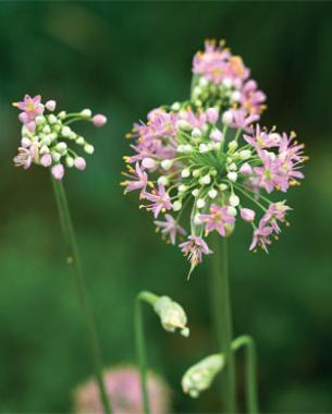 Autumn onion