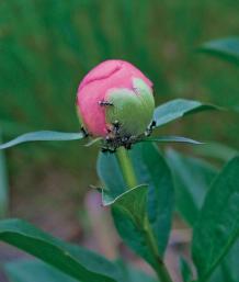 ant on peony