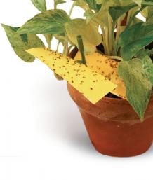 How to Get Rid of Gnats in Houseplants: Treatment & Prevention