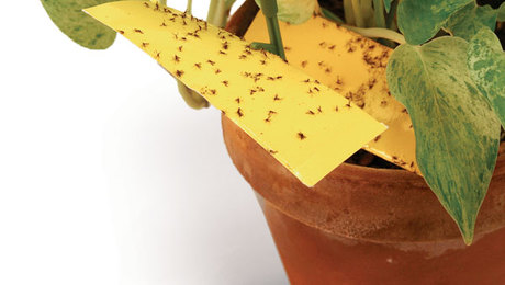 🪴 HOW TO GET RID OF FUNGUS GNATS USING SAND