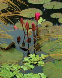 water garden with plants