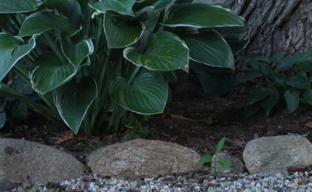 Stone edging in front of a green plant