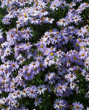 'Professor Anton Kippenberg' New York aster (Symphyotrichum novi-belgii 'Professor Anton Kippenberg')