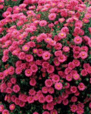 'Andenken an Alma Pötschke' New England aster (S. novae-angliae 'Andenken an Alma Pötschke')