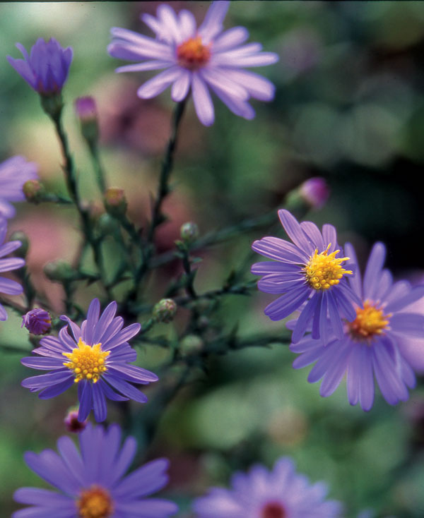 'Bluebird' smooth aster (S. laeve var. laeve 'Bluebird')