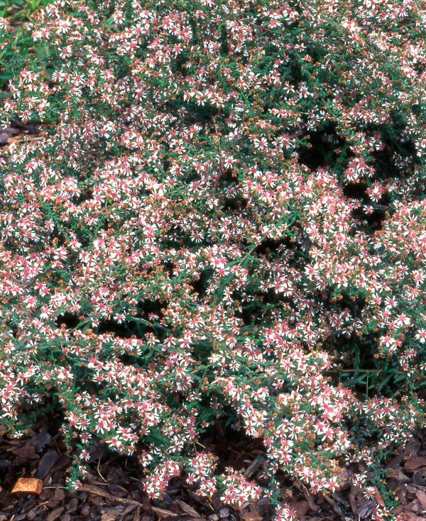 'Lady in Black' calico aster: S. laterifolium var. laterifolium