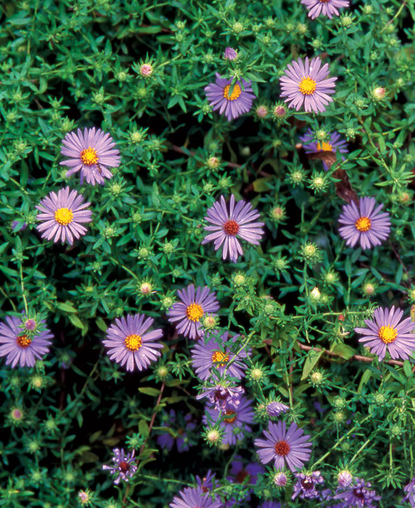 'October Skies' aromatic aster (S. oblongifolium 'October Skies')