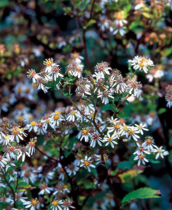 White wood aster (Eurybia divaricata)