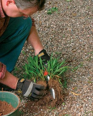 To divide asters, either lift the entire plant and divide sections or divide off the outer sections of existing plants. 