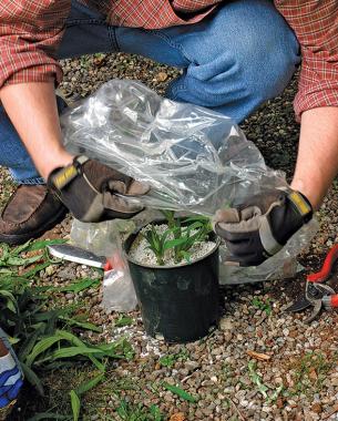 To root cuttings, cut 2 to 3 inches of stem from new growth in late spring or early sum­mer, removing all but a few leaves near the top.