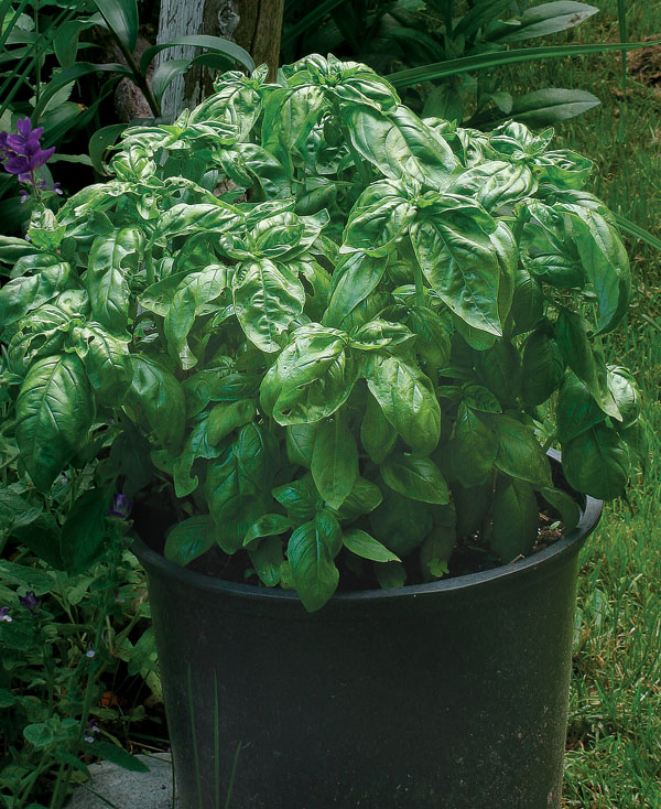 'Genovese' basil.