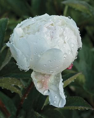 'Festiva Maxima' peony (Zones 3–8)