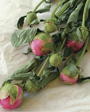 cut dried pink peonies