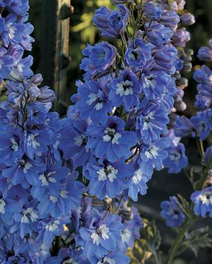 'Pacific Giants Mix' delphinium (Zones 3–7)