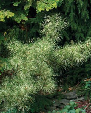 Dragon’s eye pine, Zones 4–7