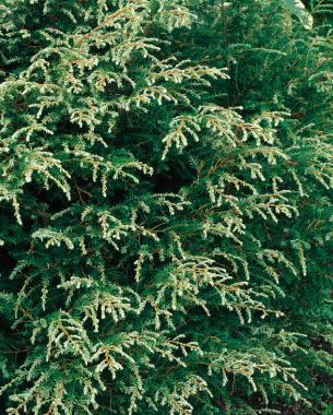 'Gentsch White’ hemlock