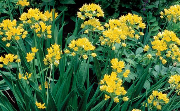 ‘Jeannine’ golden onion (Allium moly ‘Jeannine’). Photo: David Cavagnaro