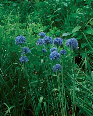 Blue globe onion (Allium caeruleum, syn. A. azureum). Photo: Steve Aitken