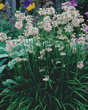 Nodding onion (Allium cernuum). Photo: David Cavagnaro