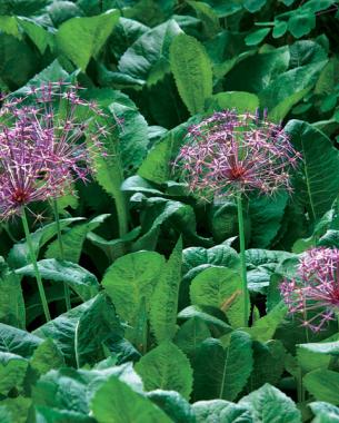 Stars of Persia (Allium cristophii, syn. A. albopilosum). Photo: Michelle Gervais