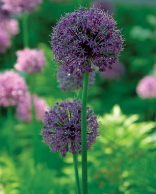 Giant onion (Allium giganteum). Photo: Jennifer Benner