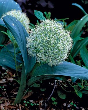 Turkestan onion (Allium karataviense). Photo: Bill Johnson