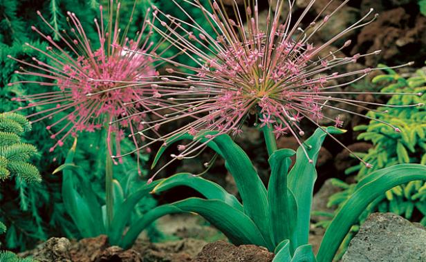 Tumbleweed onion (Allium schubertii). Photo: courtesy of Dutch Gardens