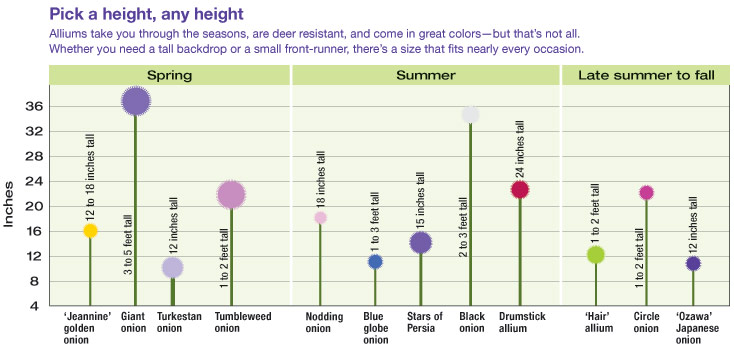 Chart drawing of various allium names with heights in inches and seasons