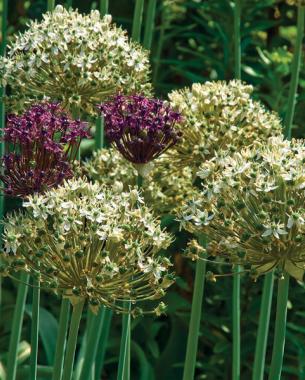 Black onion (Allium nigrum, syn. A. multibulbosum). Photo: Susan A. Roth