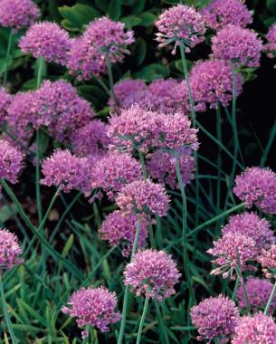 Circle onion (Allium senescens subsp. glaucum). Photo: Bill Johnson